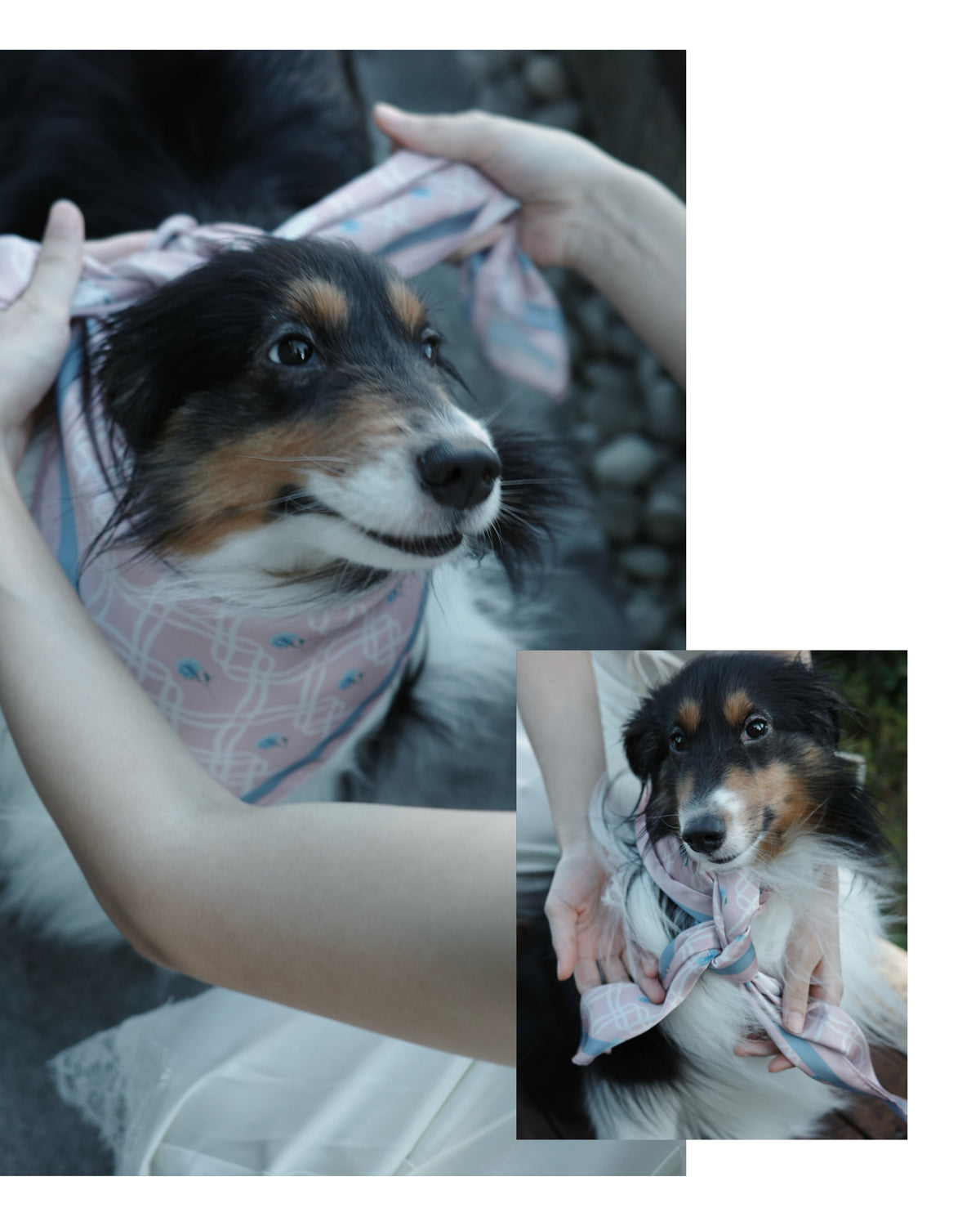 [ Released Sep. 16 ] Ragdoll & Sweet Pea - Butterfly Kiss Multi-Way Square Scarf